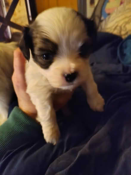Photo of Pup CHEWED 99.9% Of 👖 (Danville, IL) #1