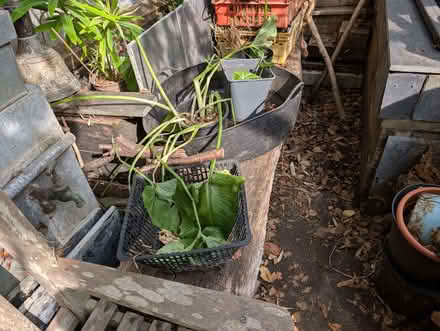 Photo of free White Lily (Portslade by Sea BN41) #3