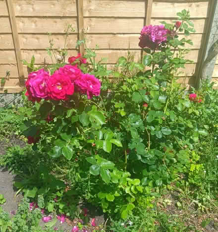 Photo of free Mature & Thriving Rosa Lovestruck Shrub Rose Bush Deep Pink (Ticknall DE73) #1