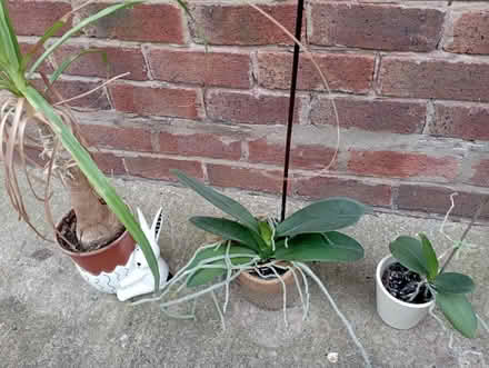 Photo of free Indoor plants and pots (Preston PR2) #1