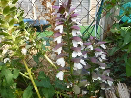 Photo of free Acanthus plant (North Tonbridge. TN10) #1