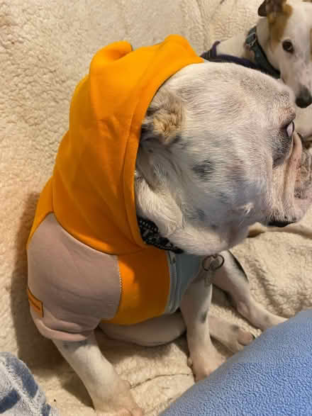Photo of free Hooded jacket for dog (Twerton, BA2) #4
