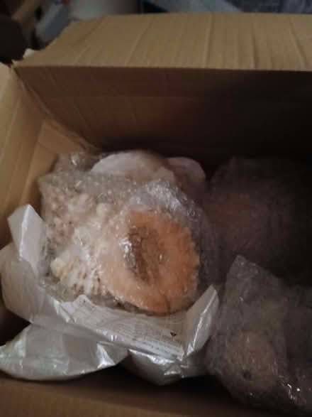 Photo of free Box of shells ans sea urchins (Cosham PO6) #1