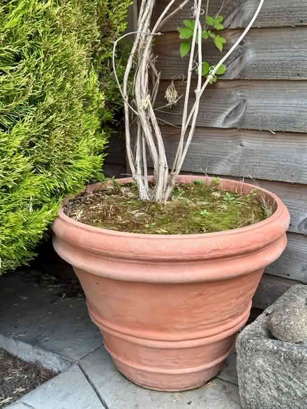 Photo of free Clematis and pot (Barnston CH61) #2