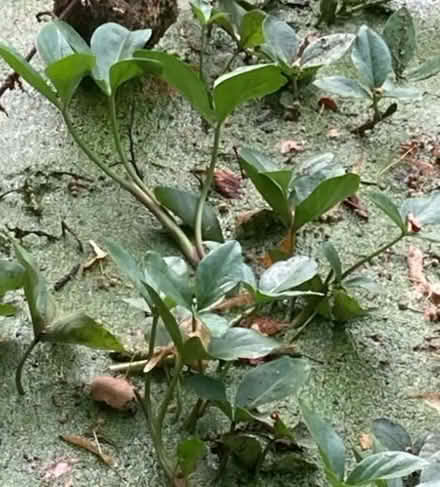 Photo of free Big bean pond plant (B27, Acocks Green.B27) #1