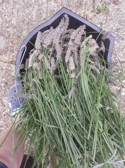 Photo of free Lavender for drying (South Newbury RG14) #1
