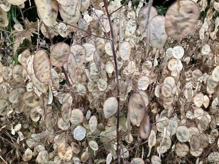 Photo of free Honesty seed stems (Hazel Grove SK7) #1