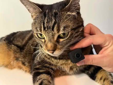 Photo of Bicycle / Cat Camera (Bellevue EH7) #1