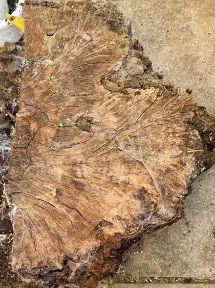 Photo of free Oak stump (Clacton CO15) #1