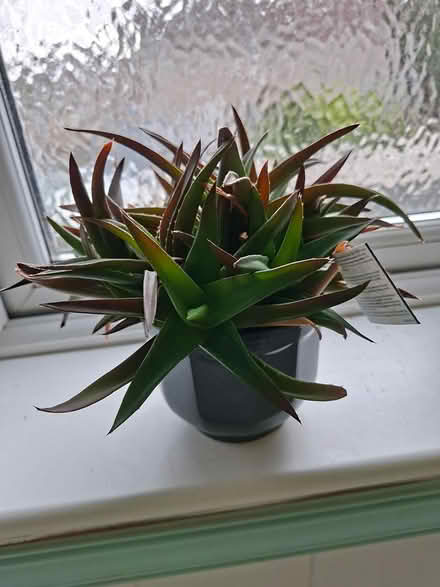 Photo of free Aloe Plant in Pot (FK9 Bridge of Allan) #2