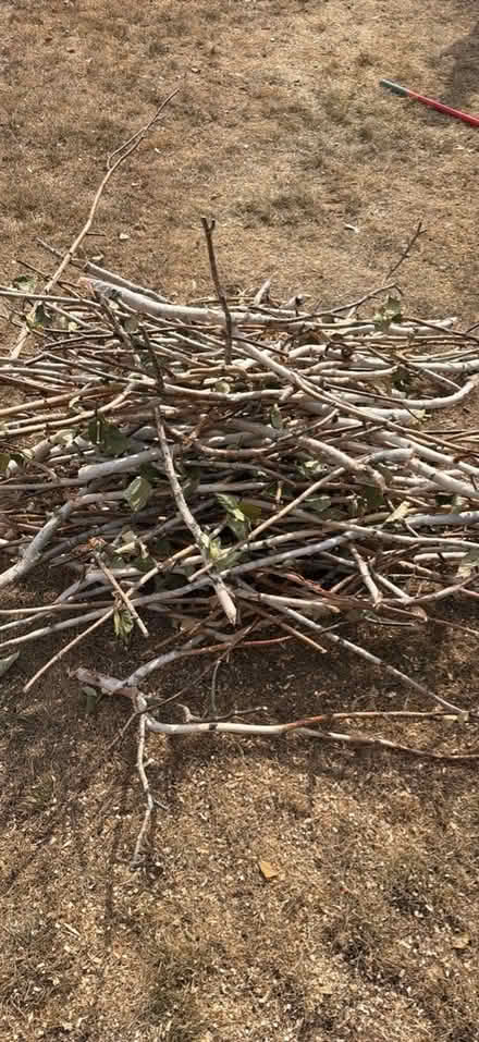 Photo of free Branches for burning (Laindon) #1