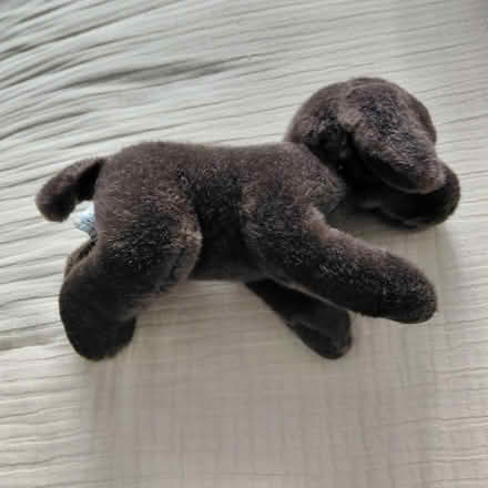 Photo of free Puppy plush (Union City) #1