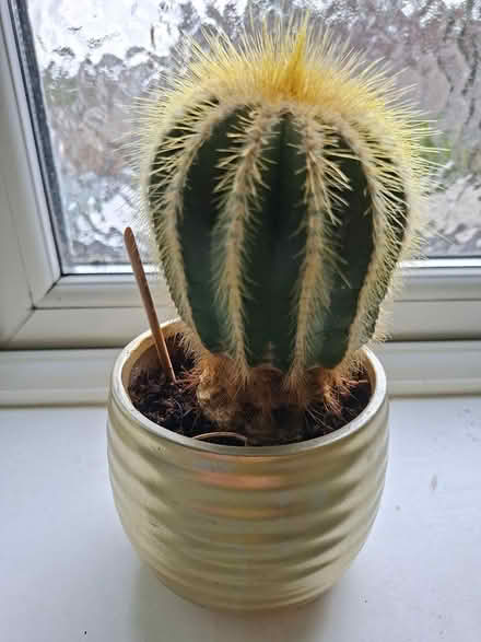Photo of free Small Balloon Cactus (FK9 Bridge of Allan) #3
