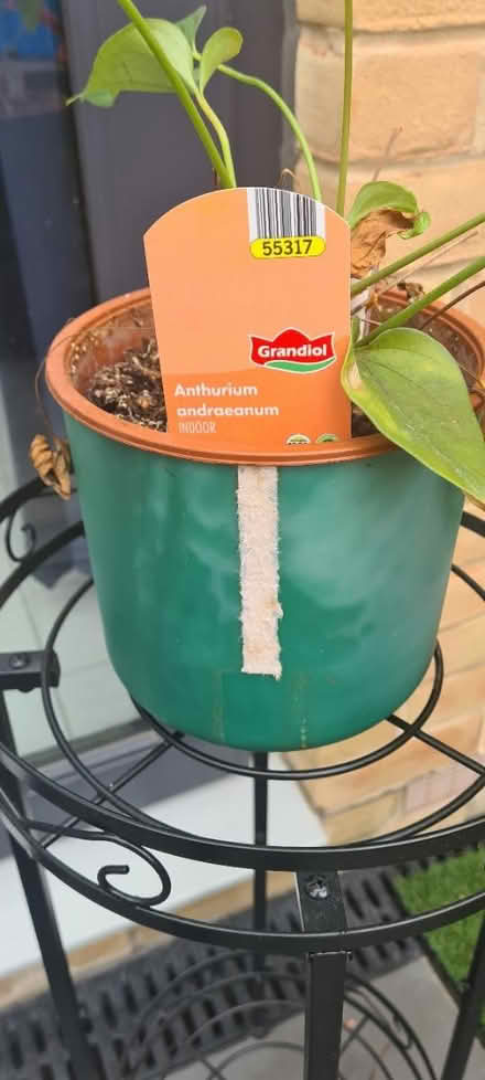 Photo of free Houseplant & Stand (Kingsnorth TN25) #2