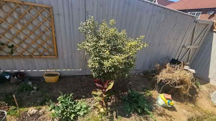 Photo of free Osmanthus bush (Chineham Park RG24) #2