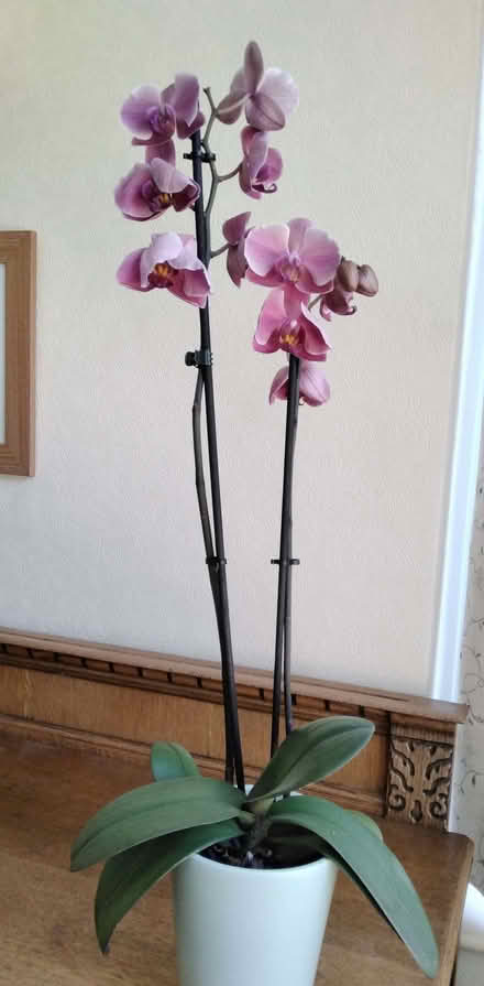 Photo of free Orchid plant (Brocton ST17) #1