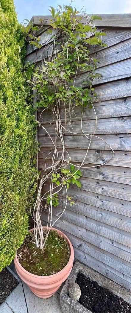 Photo of free Clematis and pot (Barnston CH61) #1