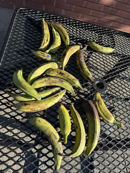 Photo of free 17 ripe plantains (1075 Valencia Avenue) #1