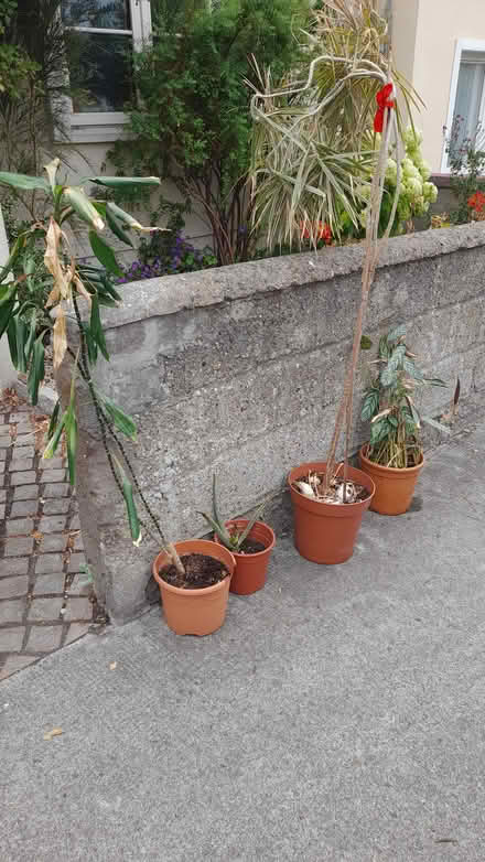 Photo of free House plants (Dun Laoghaire A96) #1