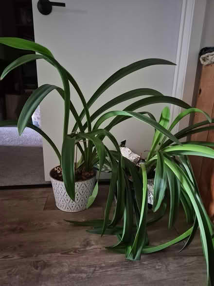 Photo of free Plants (St.Louis Park) #1