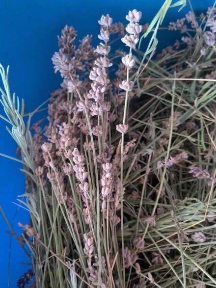 Photo of free Freshly harvested lavender Munstred (Bathampton BA2) #2