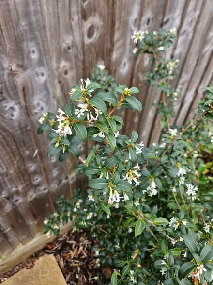 Photo of free Osmanthus bush (Chineham Park RG24) #1