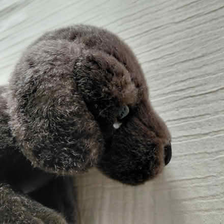 Photo of free Puppy plush (Union City) #2