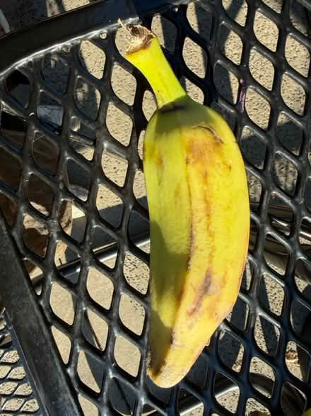 Photo of free 17 ripe plantains (1075 Valencia Avenue) #2