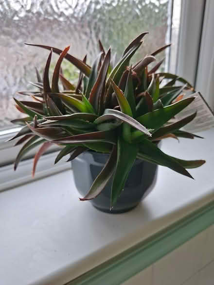 Photo of free Aloe Plant in Pot (FK9 Bridge of Allan) #1