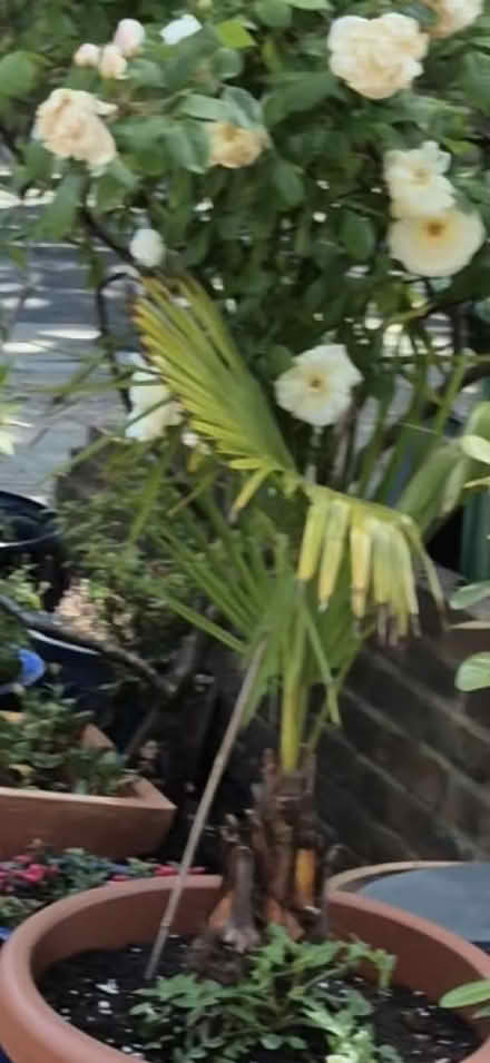 Photo of Palm tree (Isleworth TW7) #1