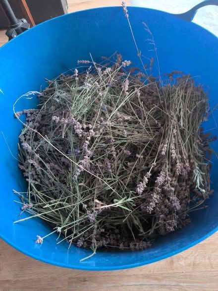 Photo of free Freshly harvested lavender Munstred (Bathampton BA2) #1