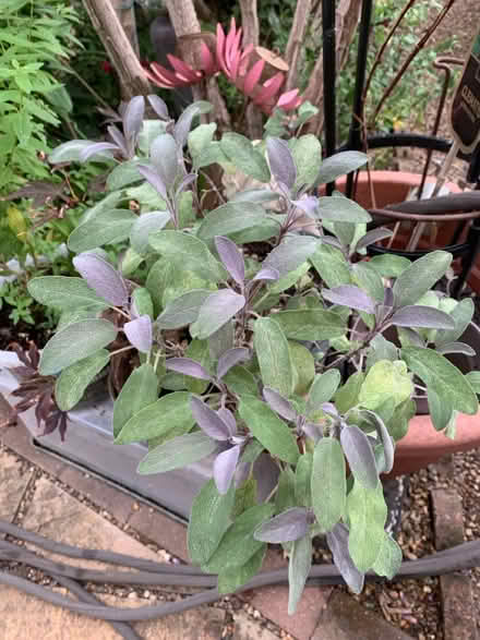 Photo of free Purple sage plant (SG1 Stevenage) #1