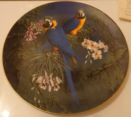 Photo of free Plate collectable, Macaws vgc (Boscombe BH5) #1