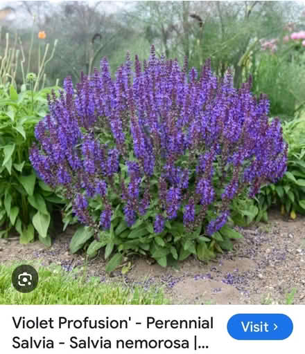 Photo of If you’re dividing perennials and have any spare… (Howhlill Quarries HG3) #1