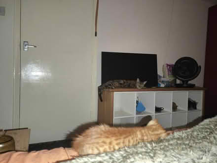 Photo of Cat Carrier (NG123JB) #1