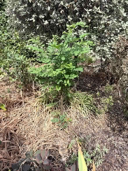 Photo of free Acacia Tree - small (Sevenoaks, nr Station TN13) #2