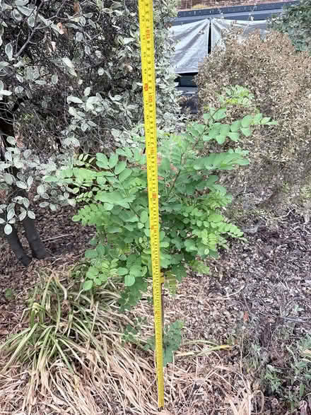 Photo of free Acacia Tree - small (Sevenoaks, nr Station TN13) #1