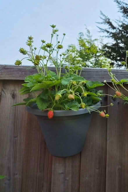 Photo of free Strawberry plants (Loughton IG10) #1