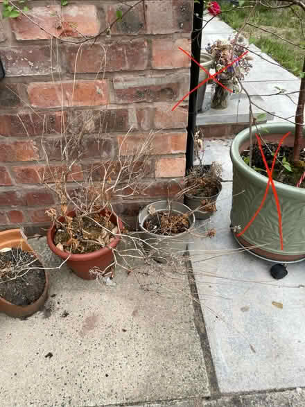 Photo of free Plastic plant pots all sizes (Didsbury M20) #4