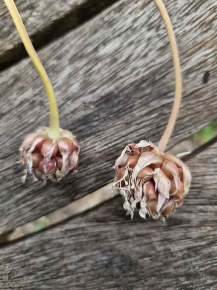 Photo of free Garlic bulbils (Shirley CR0) #1