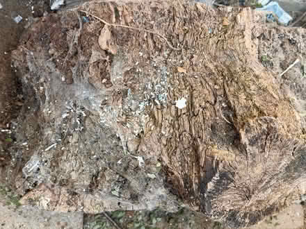 Photo of free Oak stump (Clacton CO15) #2