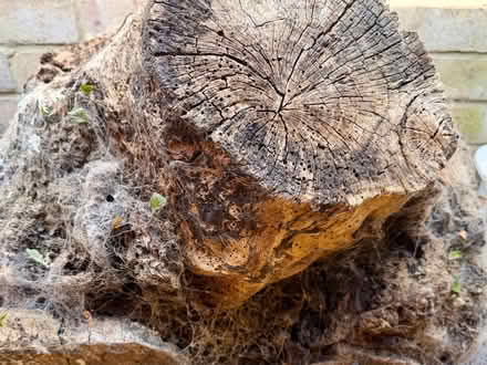 Photo of free Oak stump (Clacton CO15) #3