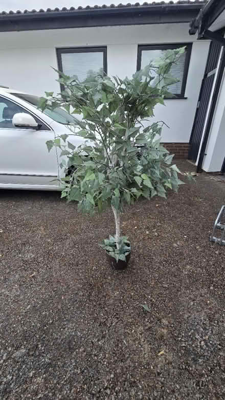 Photo of free Fake ficus tree (Cheltenham GL53) #1