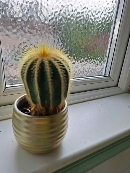 Photo of free Small Balloon Cactus (FK9 Bridge of Allan) #1