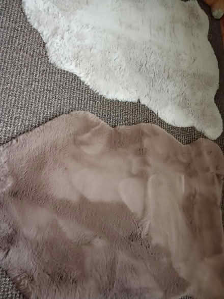 Photo of free Rugs (Willesborough) #1