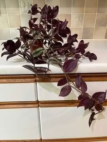 Photo of free Tradescantia pot plant (Caldecott OX14) #1
