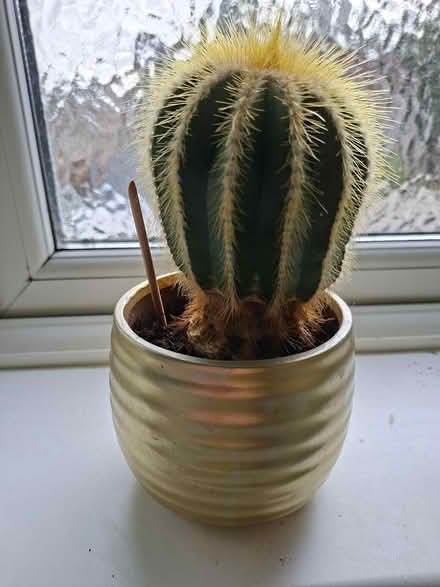 Photo of free Small Balloon Cactus (FK9 Bridge of Allan) #2