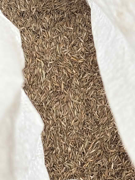 Photo of free Bag of grass seed (Millfields CW5) #1