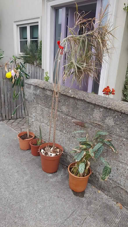 Photo of free House plants (Dun Laoghaire A96) #2
