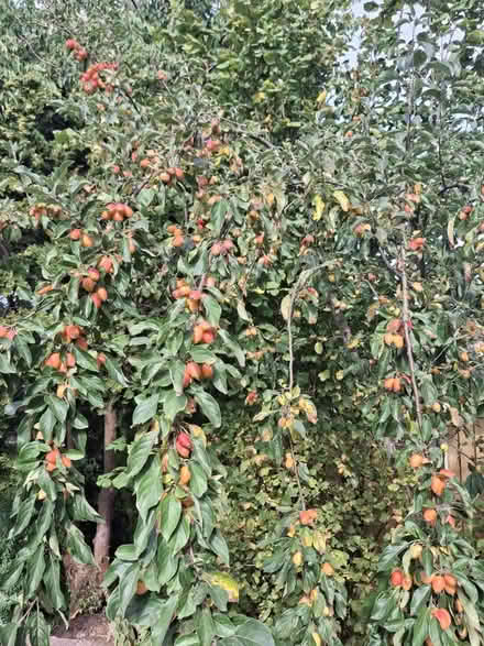 Photo of free Crabapples (Weaverham) #1